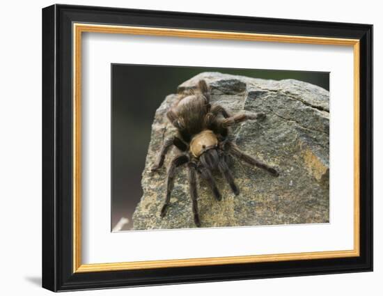 Desert Blond Tarantula-DLILLC-Framed Photographic Print