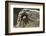 Desert Blond Tarantula-DLILLC-Framed Photographic Print