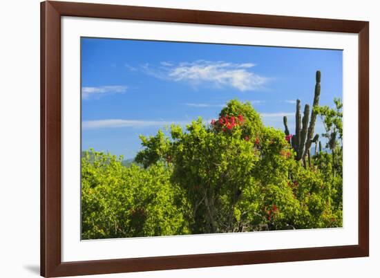 Desert Bloom after winter rains, near Cabo San Lucas, Baja California, Mexico. Cardon cactus.-Stuart Westmorland-Framed Photographic Print