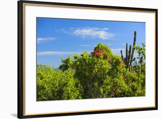 Desert Bloom after winter rains, near Cabo San Lucas, Baja California, Mexico. Cardon cactus.-Stuart Westmorland-Framed Photographic Print