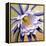 Desert Bloom II-Jason Higby-Framed Stretched Canvas