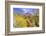 Desert cacti under Indianhead Peak, Anza-Borrego Desert State Park, California, USA-Russ Bishop-Framed Photographic Print