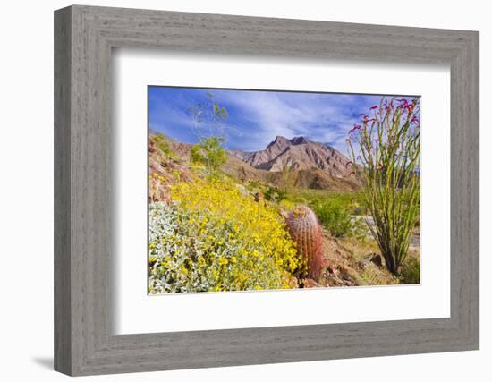 Desert cacti under Indianhead Peak, Anza-Borrego Desert State Park, California, USA-Russ Bishop-Framed Photographic Print