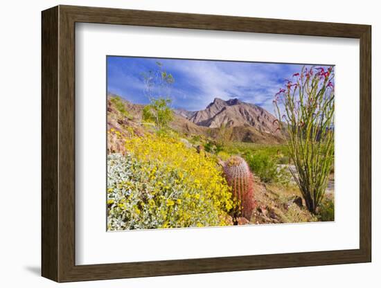 Desert cacti under Indianhead Peak, Anza-Borrego Desert State Park, California, USA-Russ Bishop-Framed Photographic Print