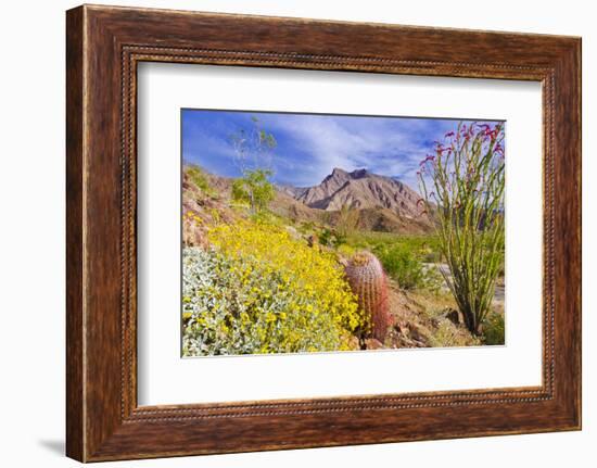 Desert cacti under Indianhead Peak, Anza-Borrego Desert State Park, California, USA-Russ Bishop-Framed Photographic Print