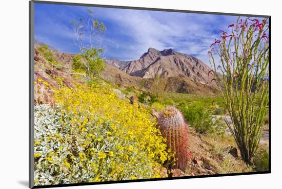 Desert cacti under Indianhead Peak, Anza-Borrego Desert State Park, California, USA-Russ Bishop-Mounted Photographic Print