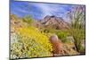 Desert cacti under Indianhead Peak, Anza-Borrego Desert State Park, California, USA-Russ Bishop-Mounted Photographic Print