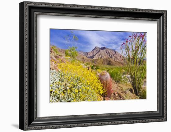 Desert cacti under Indianhead Peak, Anza-Borrego Desert State Park, California, USA-Russ Bishop-Framed Photographic Print