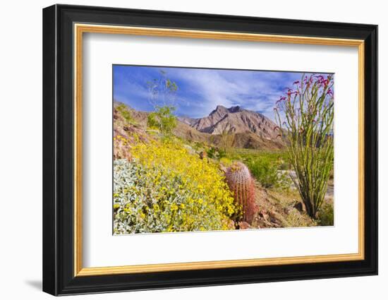 Desert cacti under Indianhead Peak, Anza-Borrego Desert State Park, California, USA-Russ Bishop-Framed Photographic Print
