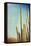 Desert Cactus With An Artistic Texture Overlay-pdb1-Framed Stretched Canvas