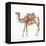 Desert Camel II-Aimee Del Valle-Framed Stretched Canvas