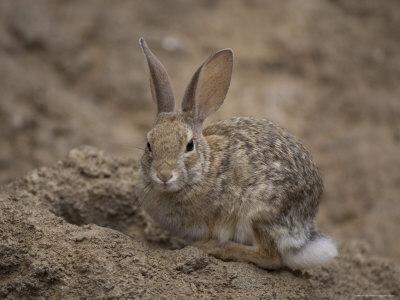 Desert Cottontail Rabbit At The Henry Doorly Zoo Omaha Zoo