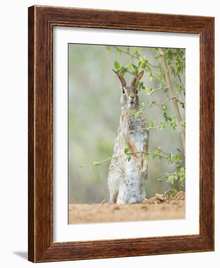 Desert Cottontail Rabbit, Rio Grande Valley, Texas, USA-Rob Tilley-Framed Photographic Print