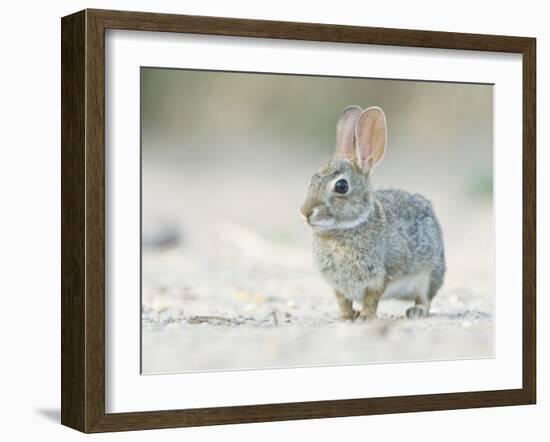 Desert Cottontail Rabbit, Rio Grande Valley, Texas, USA-Rob Tilley-Framed Photographic Print