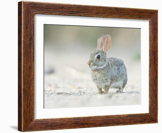 Desert Cottontail Rabbit, Rio Grande Valley, Texas, USA-Rob Tilley-Framed Photographic Print