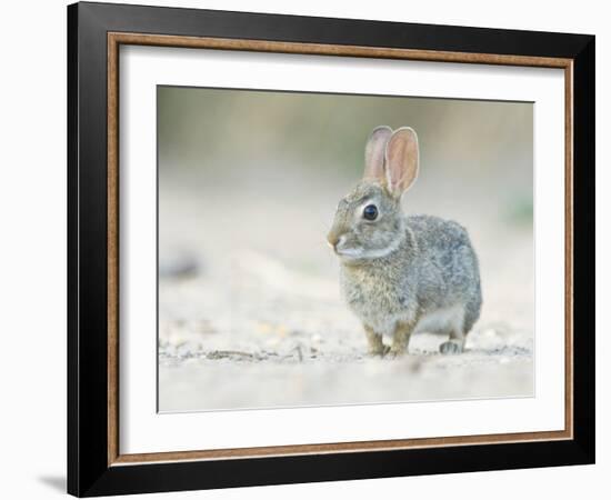 Desert Cottontail Rabbit, Rio Grande Valley, Texas, USA-Rob Tilley-Framed Photographic Print