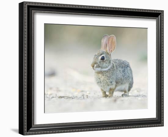 Desert Cottontail Rabbit, Rio Grande Valley, Texas, USA-Rob Tilley-Framed Photographic Print