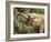 Desert Elephant (Loxodonta Africana), Endemic to Namibia, Kaokoveld, Namibia-Kim Walker-Framed Photographic Print