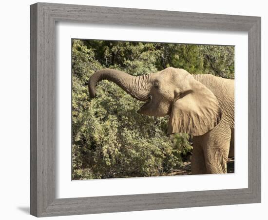 Desert Elephant (Loxodonta Africana), Endemic to Namibia, Kaokoveld, Namibia-Kim Walker-Framed Photographic Print