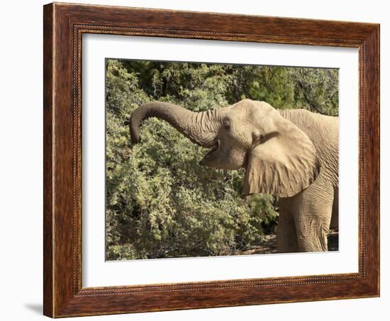 Desert Elephant (Loxodonta Africana), Endemic to Namibia, Kaokoveld, Namibia-Kim Walker-Framed Photographic Print