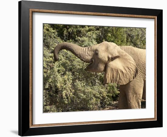 Desert Elephant (Loxodonta Africana), Endemic to Namibia, Kaokoveld, Namibia-Kim Walker-Framed Photographic Print