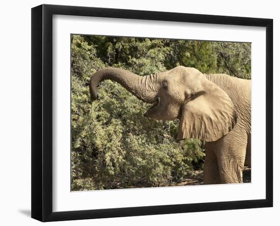 Desert Elephant (Loxodonta Africana), Endemic to Namibia, Kaokoveld, Namibia-Kim Walker-Framed Photographic Print