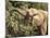 Desert Elephant (Loxodonta Africana), Endemic to Namibia, Kaokoveld, Namibia-Kim Walker-Mounted Photographic Print