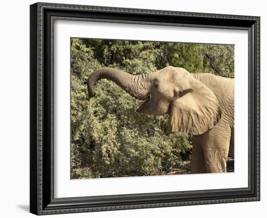 Desert Elephant (Loxodonta Africana), Endemic to Namibia, Kaokoveld, Namibia-Kim Walker-Framed Photographic Print