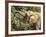 Desert Elephant (Loxodonta Africana), Endemic to Namibia, Kaokoveld, Namibia-Kim Walker-Framed Photographic Print