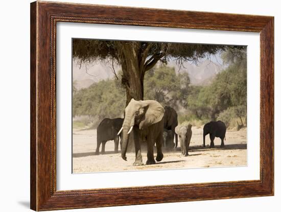 Desert Elephants, Family Finding Shade-Augusto Leandro Stanzani-Framed Photographic Print