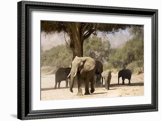 Desert Elephants, Family Finding Shade-Augusto Leandro Stanzani-Framed Photographic Print