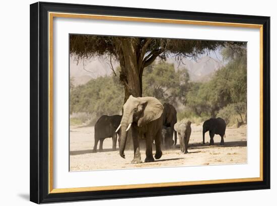 Desert Elephants, Family Finding Shade-Augusto Leandro Stanzani-Framed Photographic Print