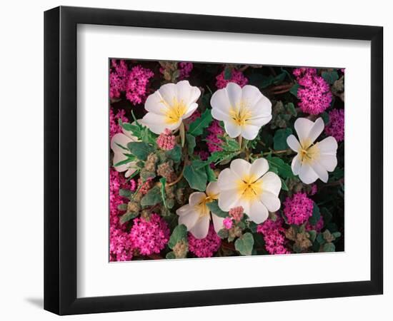 Desert Evening Primrose and Sand Verbena, Anza Borrego Desert State Park, California, USA-Adam Jones-Framed Photographic Print