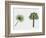 Desert Fan Palm, California Palm (Washingtonia Filifera), Arecaceae, Tree and Leaf-null-Framed Giclee Print