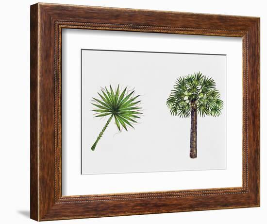 Desert Fan Palm, California Palm (Washingtonia Filifera), Arecaceae, Tree and Leaf-null-Framed Giclee Print