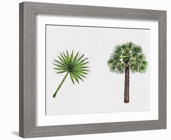 Desert Fan Palm, California Palm (Washingtonia Filifera), Arecaceae, Tree and Leaf-null-Framed Giclee Print