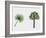 Desert Fan Palm, California Palm (Washingtonia Filifera), Arecaceae, Tree and Leaf-null-Framed Giclee Print