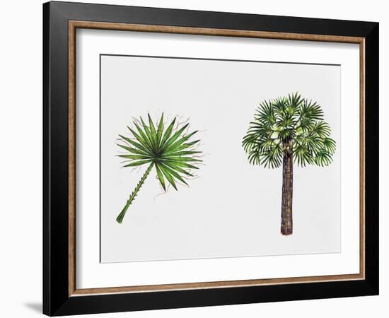 Desert Fan Palm, California Palm (Washingtonia Filifera), Arecaceae, Tree and Leaf-null-Framed Giclee Print