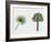 Desert Fan Palm, California Palm (Washingtonia Filifera), Arecaceae, Tree and Leaf-null-Framed Giclee Print