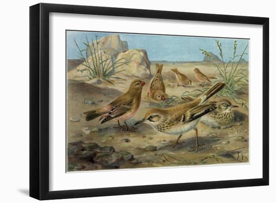 Desert Finch and Desert Lark-null-Framed Giclee Print