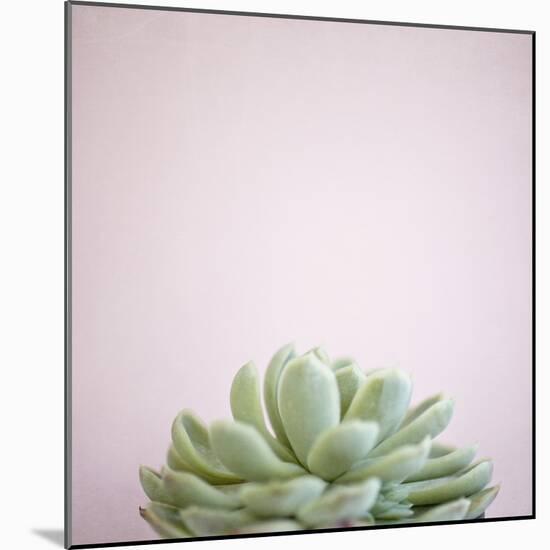 Desert Flora 1-Susannah Tucker-Mounted Art Print