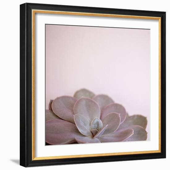 Desert Flora 2-Susannah Tucker-Framed Art Print