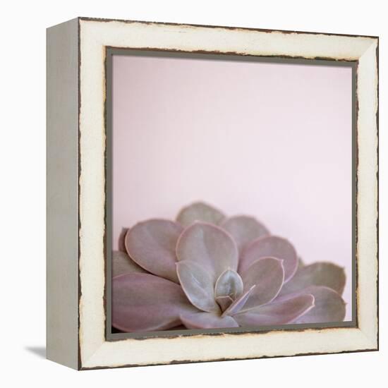 Desert Flora 2-Susannah Tucker-Framed Stretched Canvas