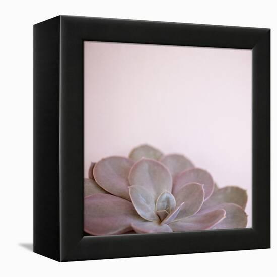 Desert Flora 2-Susannah Tucker-Framed Stretched Canvas