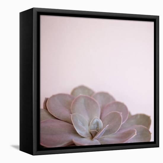 Desert Flora 2-Susannah Tucker-Framed Stretched Canvas