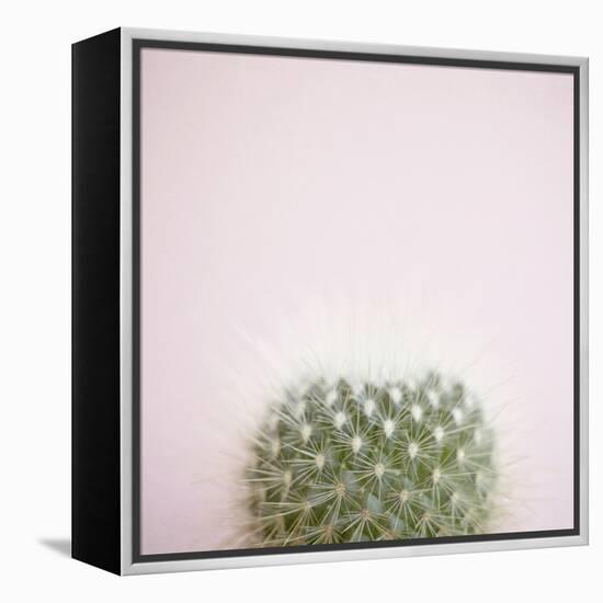 Desert Flora 3-Susannah Tucker-Framed Stretched Canvas