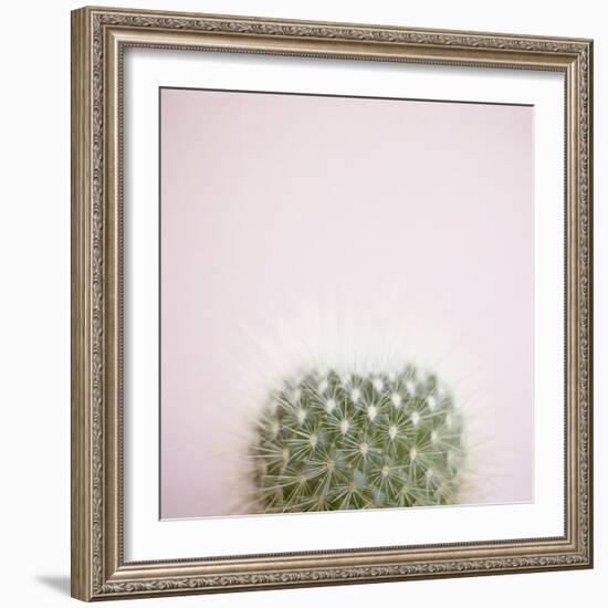 Desert Flora 3-Susannah Tucker-Framed Art Print