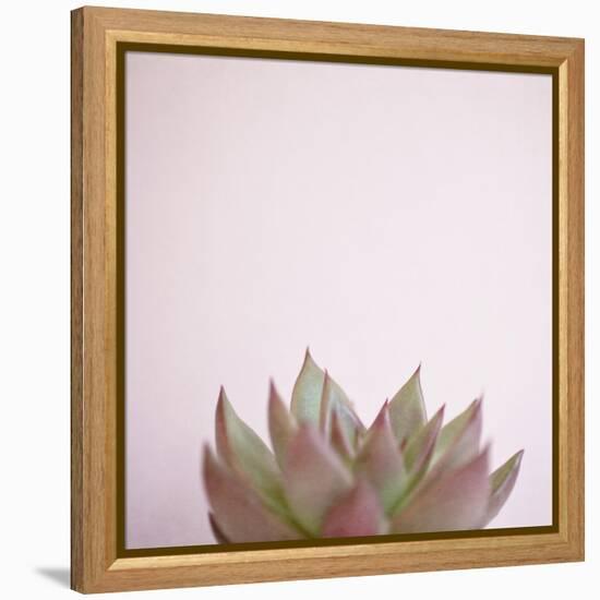 Desert Flora 4-Susannah Tucker-Framed Stretched Canvas