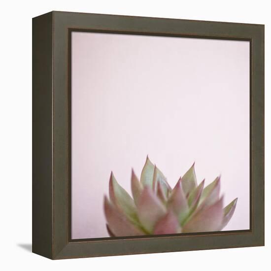 Desert Flora 4-Susannah Tucker-Framed Stretched Canvas