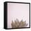 Desert Flora 4-Susannah Tucker-Framed Stretched Canvas